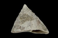 藏品(銀塔鐘螺)的圖片